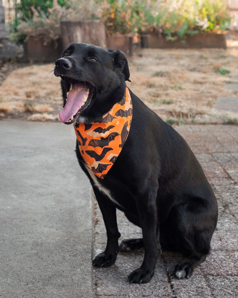 Seasonal dog bandanas clearance