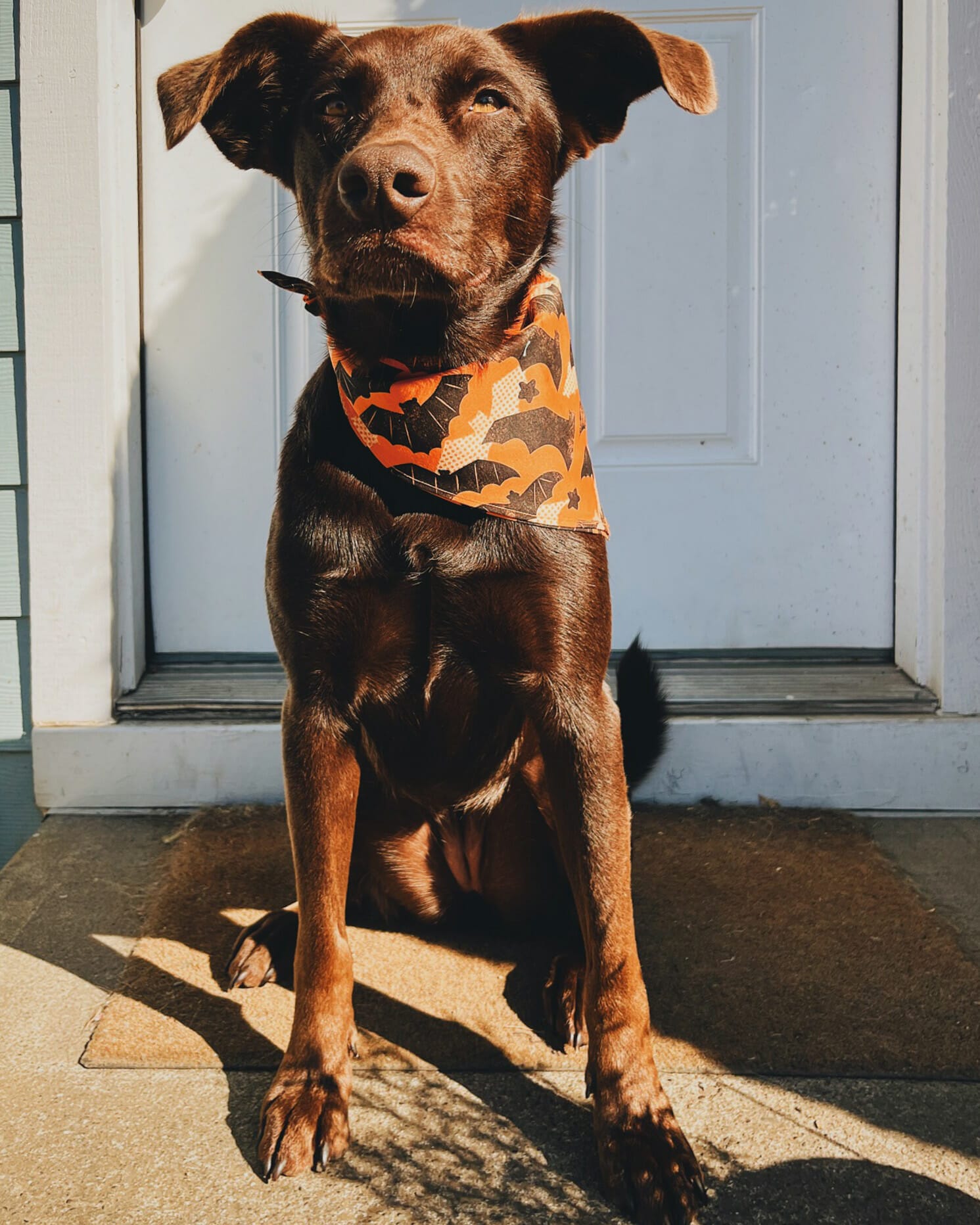 Bandana around dog's neck best sale